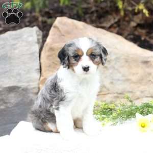 Pansy, Cavapoo Puppy